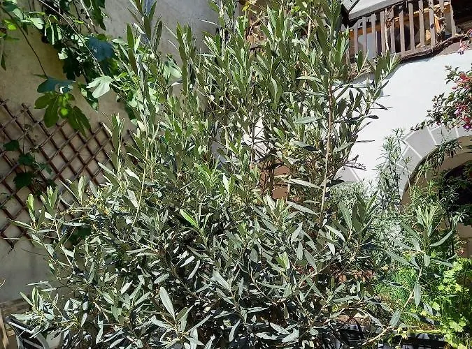 Auf Der Kunstmeile Frühstückspension 3*